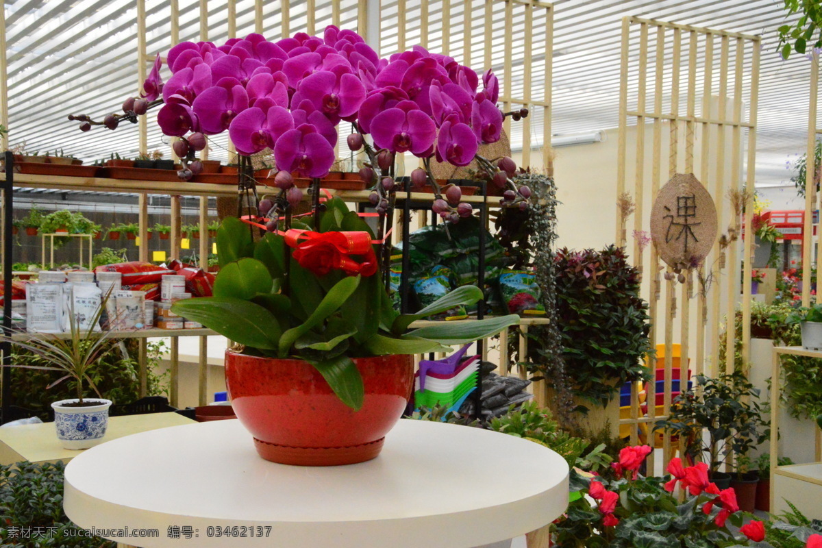 温室风景 蝶兰 兰花 洋兰 热带兰 洋兰王后 花卉 花朵 花瓣 花心 花儿 绿化景观 蝴蝶兰兰花 生物世界 花草