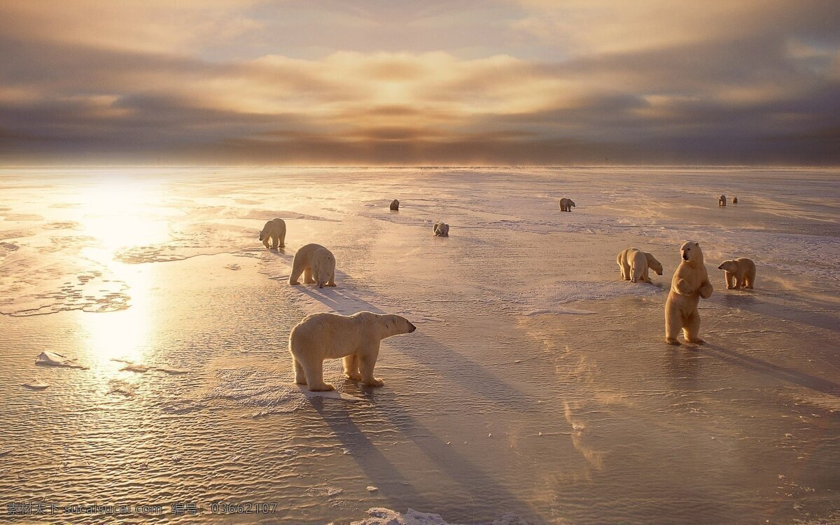 阳光 下 冰面 上 北极熊 风景 高清 背景图片
