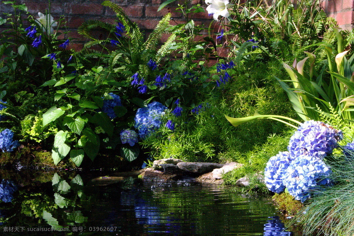 八仙花 水池 花朵 绣球花 球花 紫花 紫色 绿叶 湖水 花草 植物 红墙 后花园 池塘 生物世界