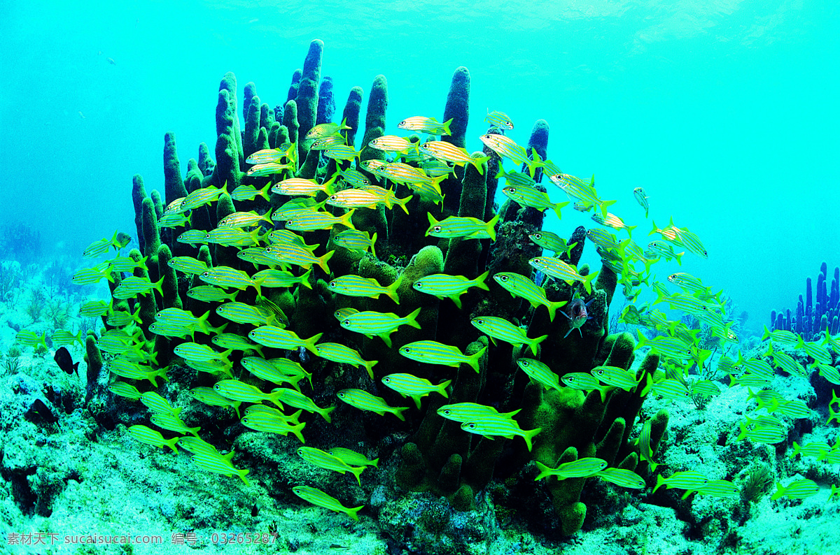 团结的力量 海底世界 海底动物 鱼 群 团结 生物世界 海洋生物 摄影图库