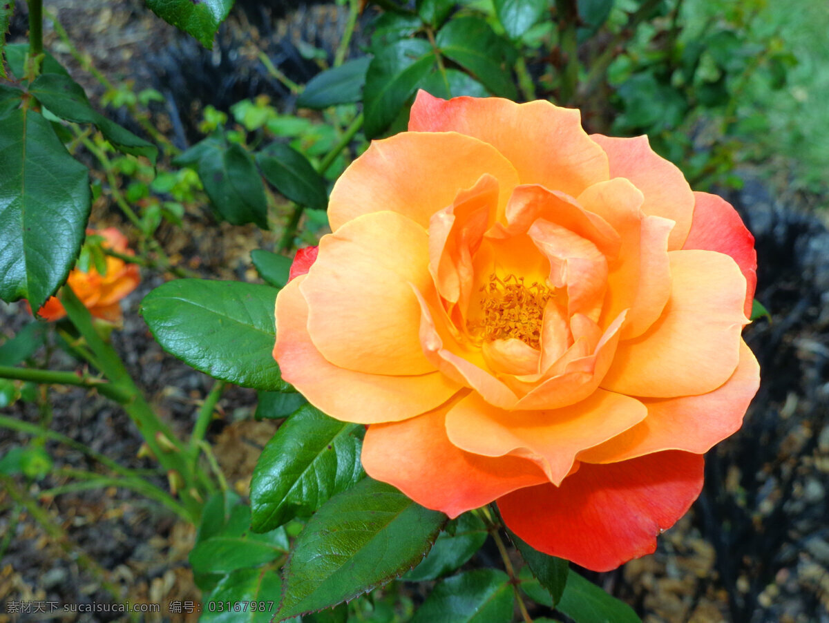 玫瑰 橘红色玫瑰 花蕊 花瓣 花蕾 盛开 绿叶 枝干 花草 生物世界 橙色