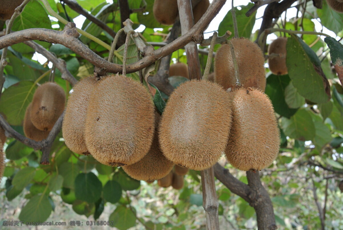 猕猴桃 猕猴桃树 猕猴桃树林 猕猴桃种植 猕猴桃结果 水果 生物世界