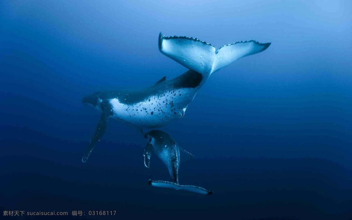 鲸鱼 大海 海洋 蓝色 座头鲸 母子 海底世界 海洋生物 生物世界