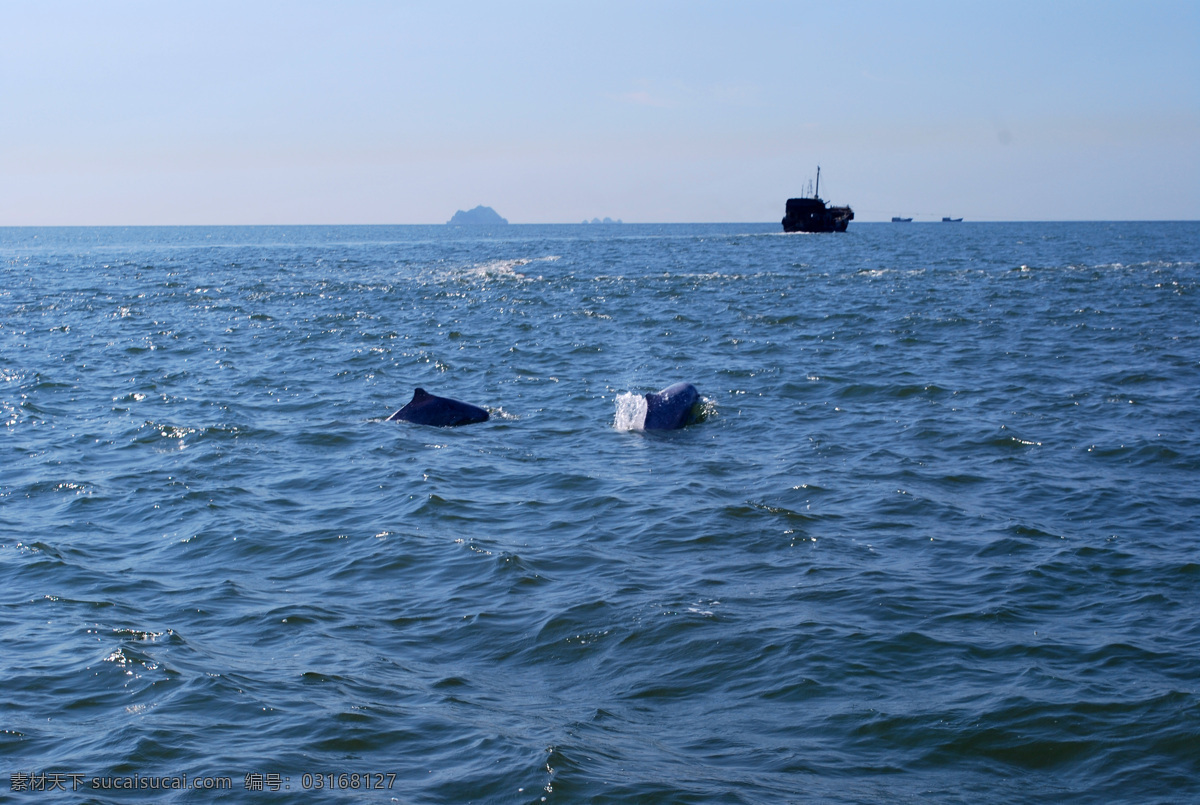 中华白海豚 白海豚 渔船 人与自然 海豚 海洋 海洋生物 生物世界