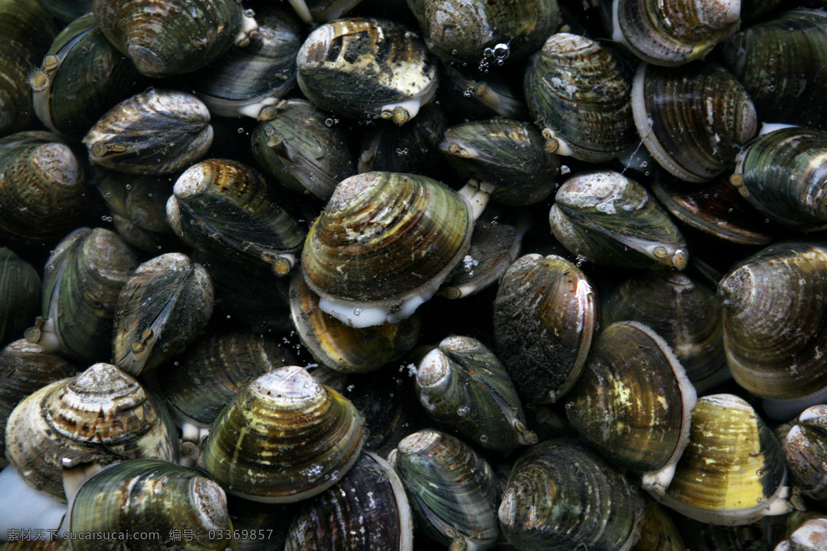 海鲜 贝类 海螺 海鲜贝类 螺子肉海产品 海产品 海鲜水产 海底生物 新鲜海鲜 海鲜素材 海鲜食材 海洋资源 食物原料 餐饮美食 食材原料