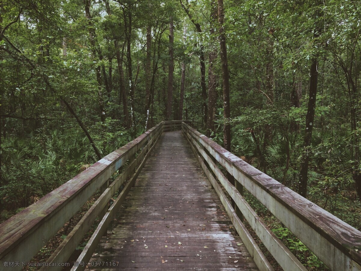 树林 深处 小 木桥 树林小木桥 大森林小木桥 林中木桥 森林木栈桥 复古小木桥 大森林木板路 树林木板路 山水风景图 自然景观 自然风景
