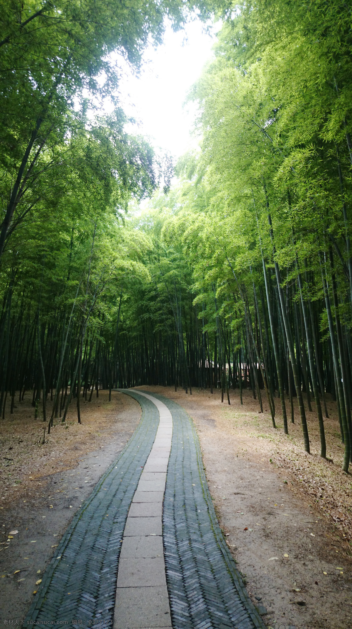 竹林幽径 竹林 幽径 小路 曲径通幽 竹子 道路 蓝天 白云 静谧 苏州 江南水乡 鱼米之乡 自然景观 田园风光