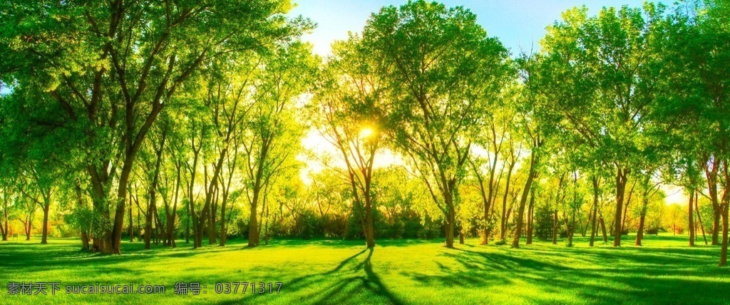 公园森林 公园 森林 早晨 植物 树木 风景 自然 自然景观 自然风景