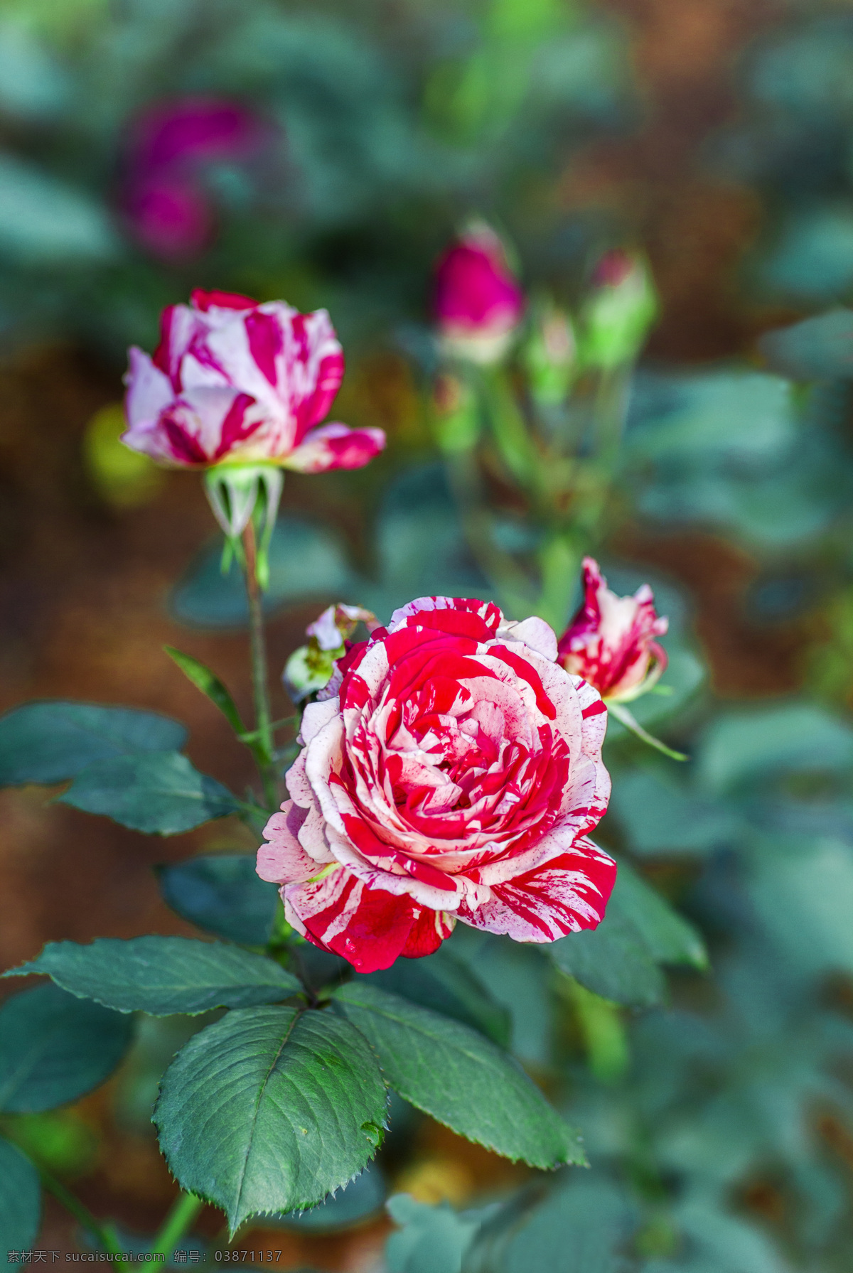 双色玫瑰 玫瑰 玫瑰花 月季 月季花 花卉 花园 玫瑰花园 月季园 生物世界 花草