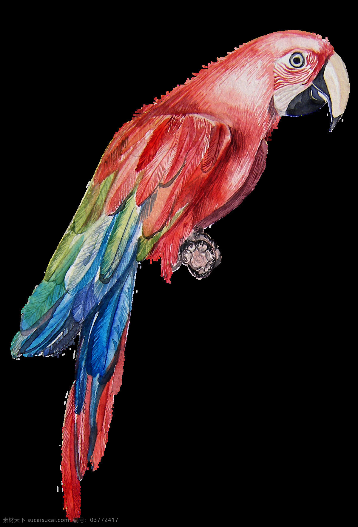 只 呆呆 鹦鹉 透明 逼真 红色 蓝色 绿色 免扣素材 手绘 水彩 透明素材 羽毛 装饰图案