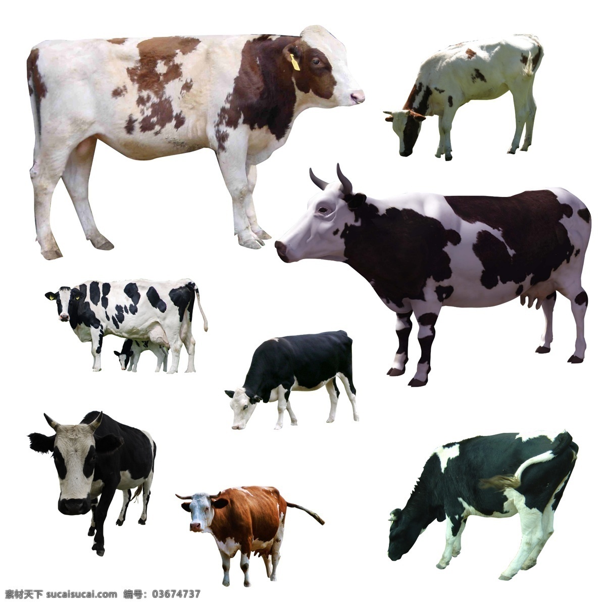 奶牛 牛奶 天然 牧场 放养 荷兰奶牛 黑白花 食品 饮料 乳饮料 乳味 奶 分层 源文件
