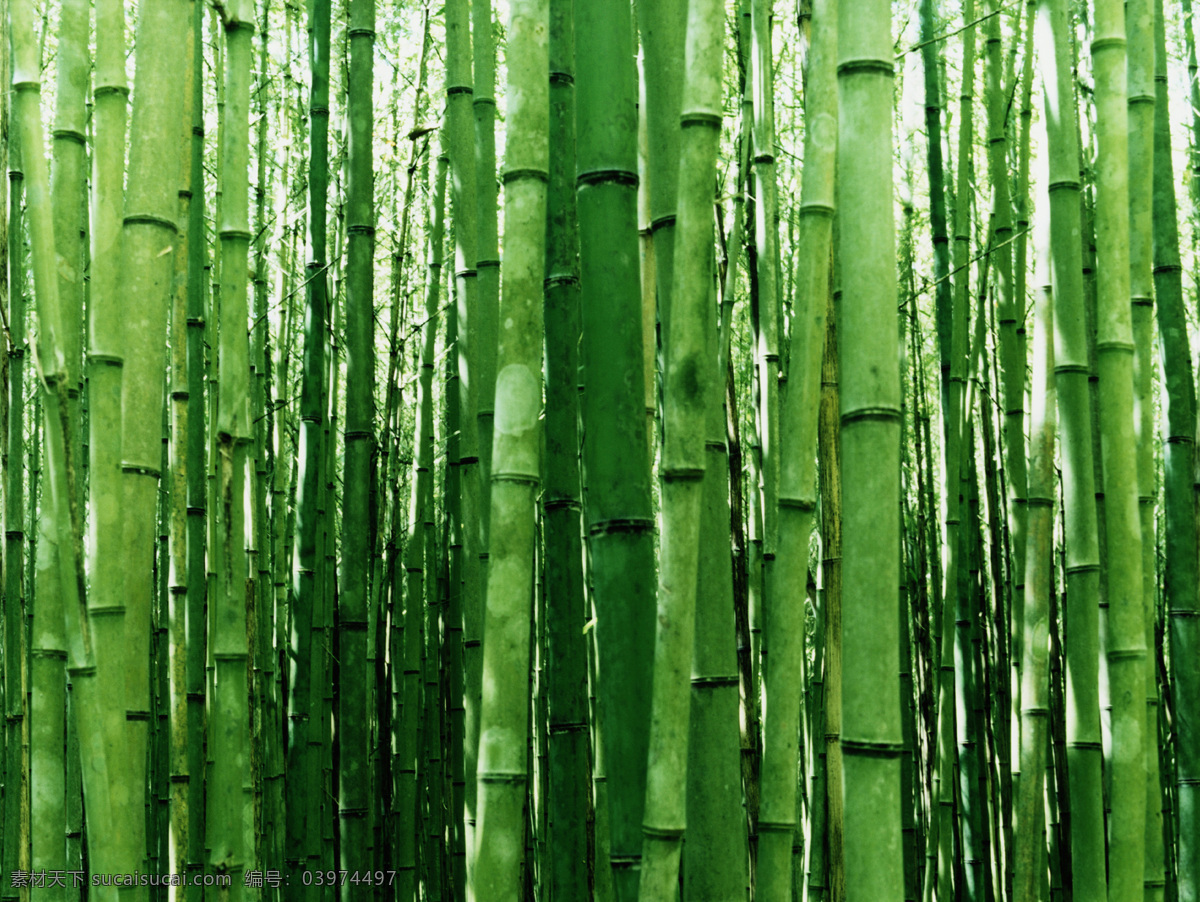 竹林 毛竹 青竹 生物世界 树林 树木树叶 竹 矢量图 日常生活