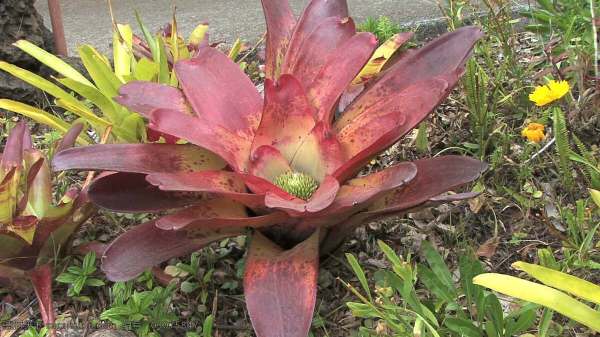 毛伊岛 凤梨 股票 视频 花卉 热带雨林 热带植物 夏威夷 植物 自然 异国 风情 热带 凤梨科植物 红色的植物 红色的叶 热带花卉 开花植物 丛林植物 丛林里的花 花红色