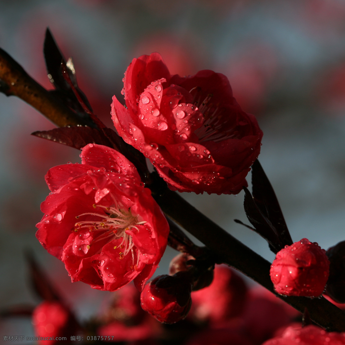 春天 红花 花 花苞 花草 花朵 花卉 花蕊 露珠 桃花 鲜花 红色的桃花 水滴 桃花上的水滴 盛开的鲜花 绽放的花朵 微距 花的特写 含苞待放 生物世界 psd源文件