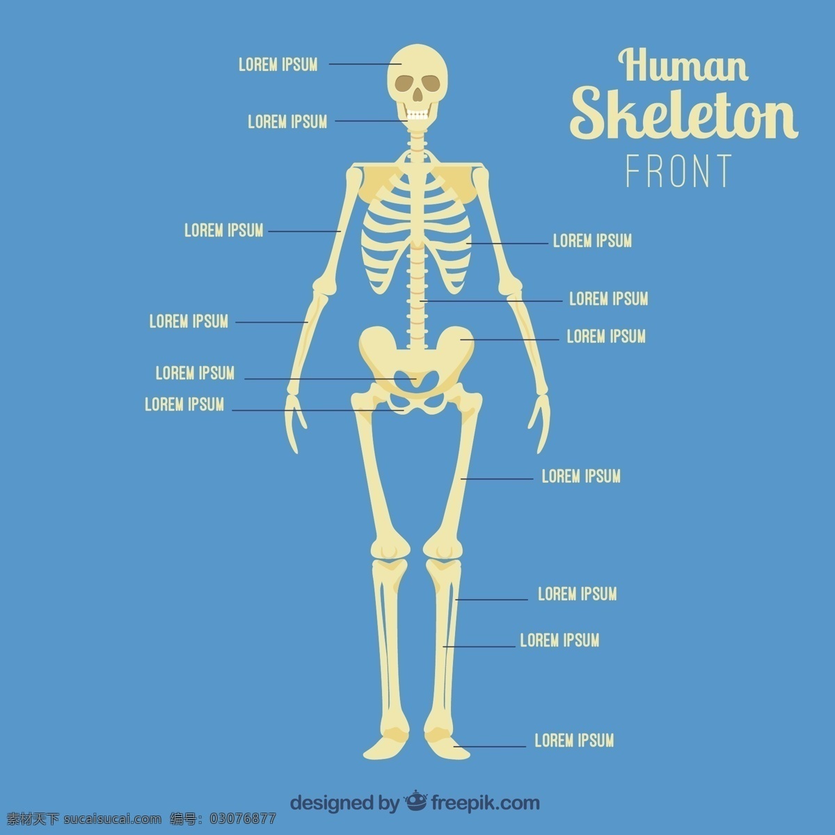 前面 人 骨骼 医学 头骨 科学 骨 人体 生物学 解剖学 解剖 研究 蓝色