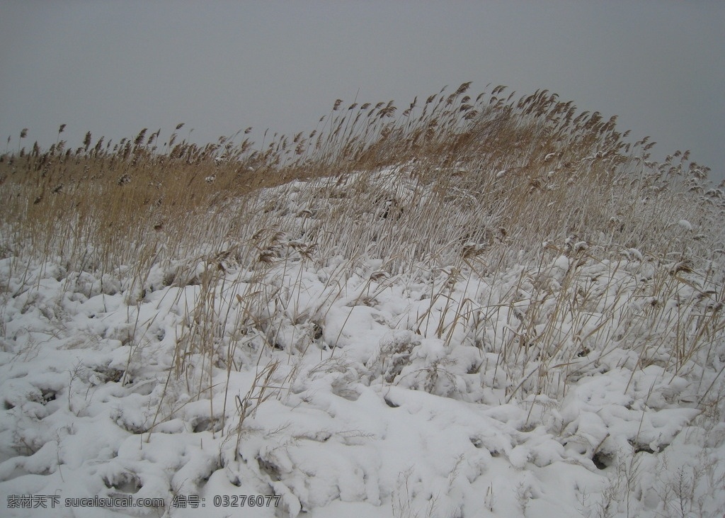 芦苇雪丛 冬雪覆盖 大地茫茫 大雪 生态湿地 自然摄影 芦苇雪地 自然景观 自然风景