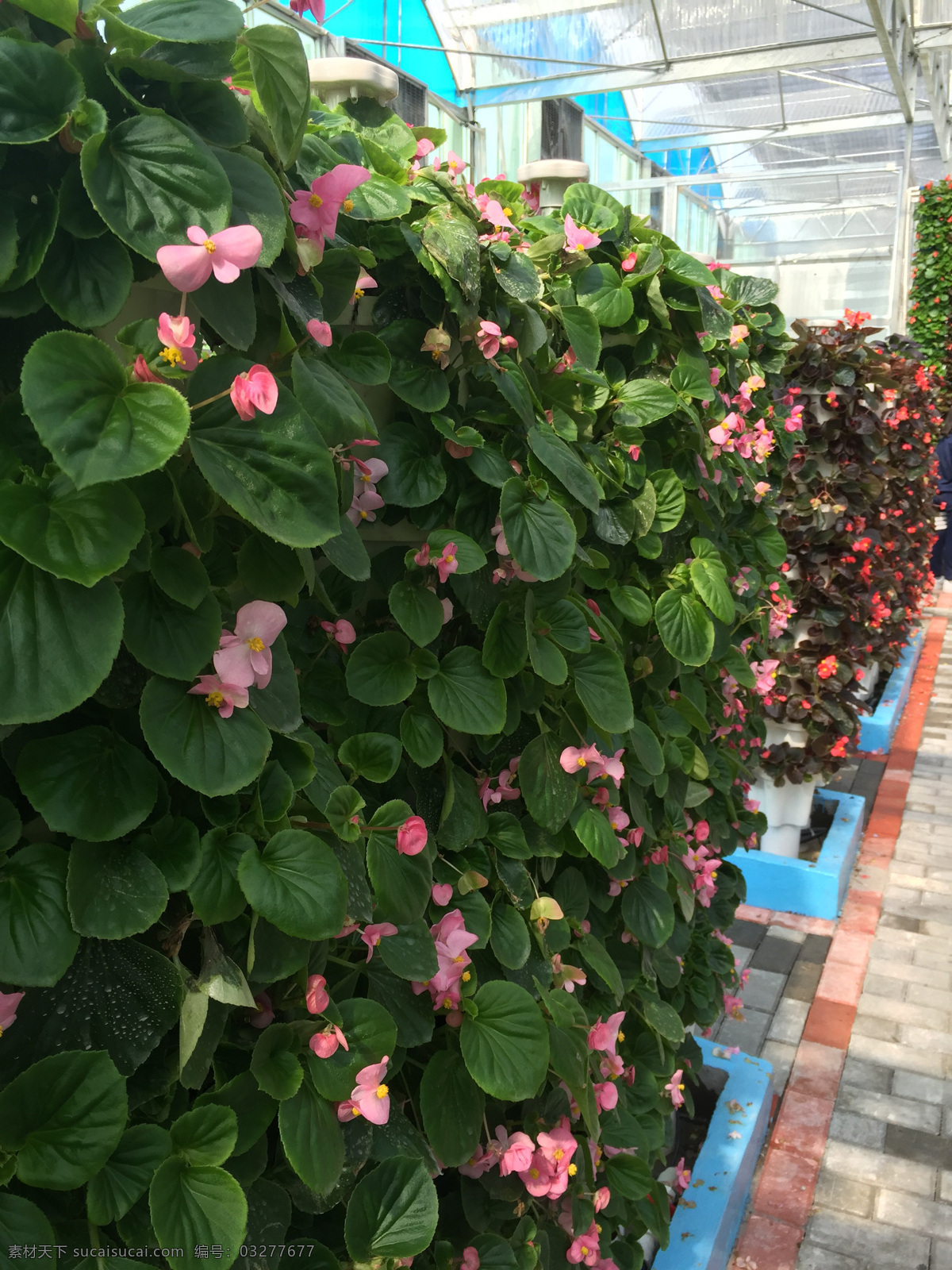 海棠花 粉红海棠花墙 美丽优雅 花墙 绿色花墙 生物世界 花草