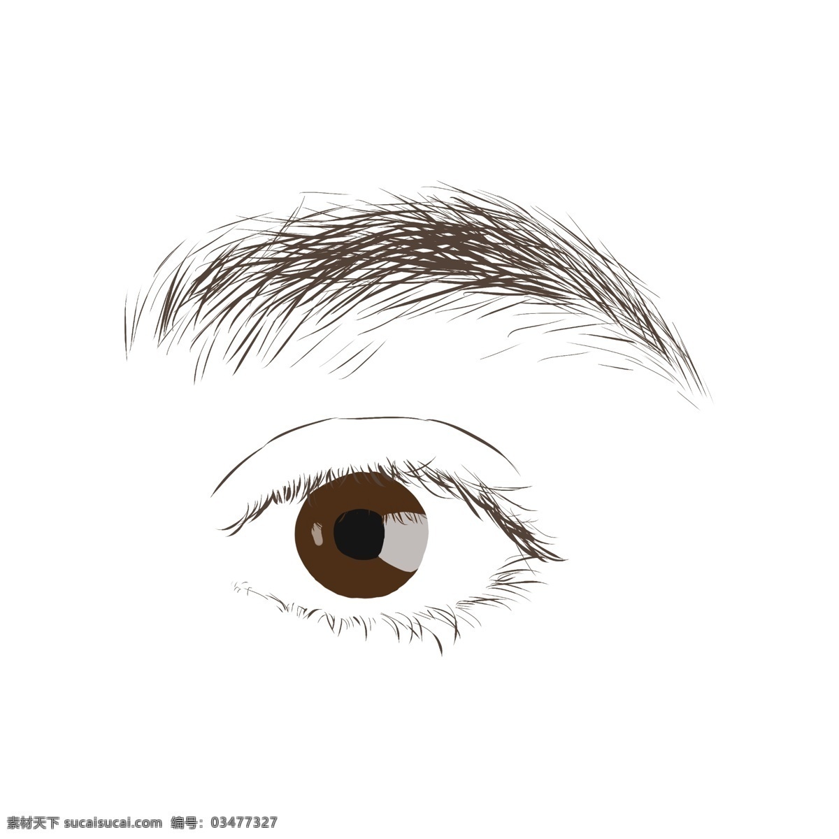 左边 眼睛 眉毛 插画 人体器官 左边眼睛 人体器官插图 一只眉毛 一个眼睛 感官 五官