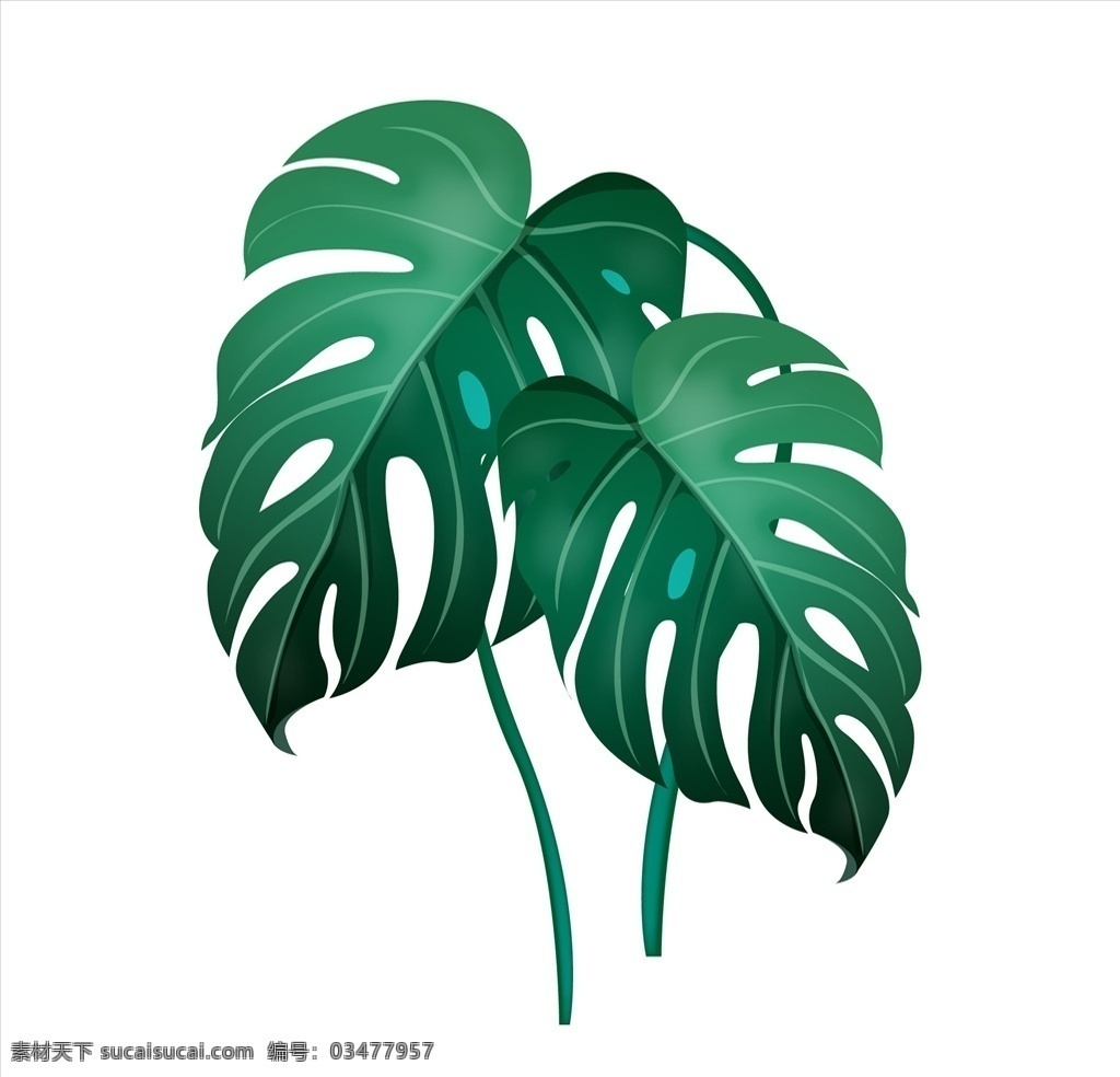热带 植物 龟背 竹 龟背竹 彩画 美术 创意 绿色 小清新 唯美 大叶子植物 水彩 花 ai素材 生物世界 花草