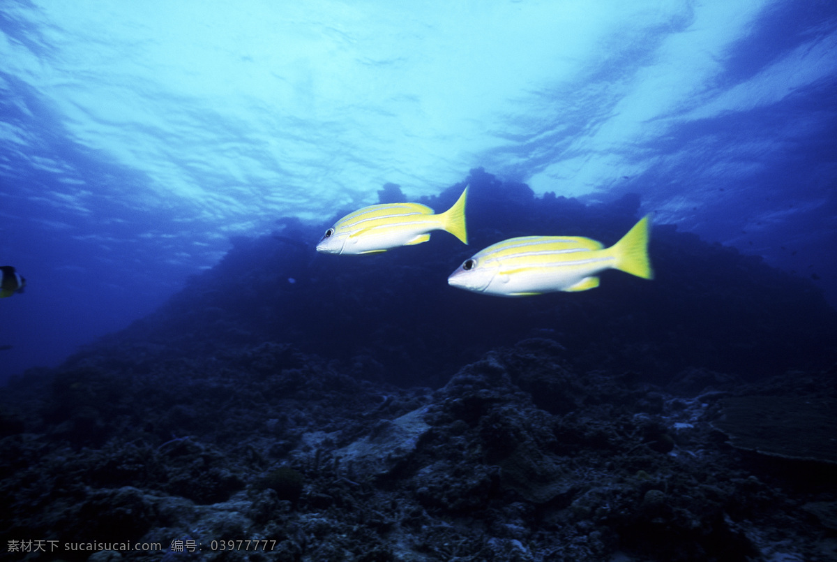 深海免费下载 安静 海胆 海底世界 海星 礁石 潜水员 珊瑚 深海 生物 水母 鱼群 探秘 鱼 生物世界