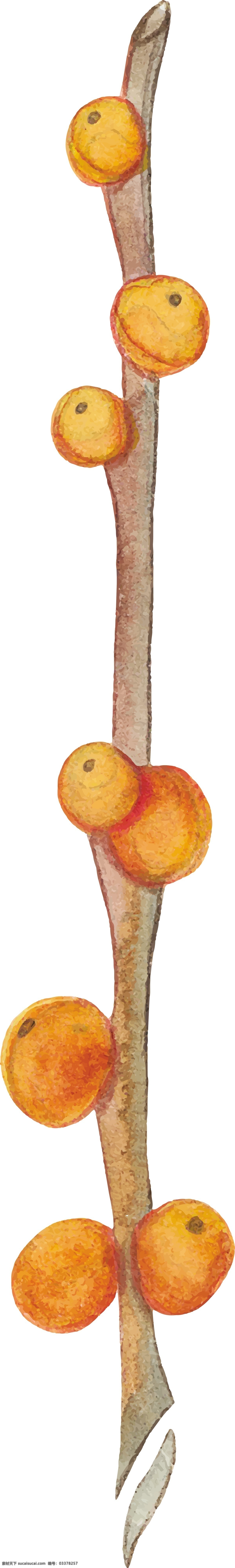 手绘 柿子 矢量 橘色 树枝 矢量素材 设计素材