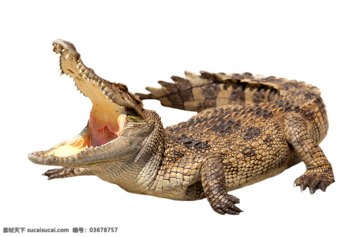 鳄鱼 动物摄影 两栖动物 凶猛的鳄鱼 鳄鱼图片 动物素材 野生动物 生物世界
