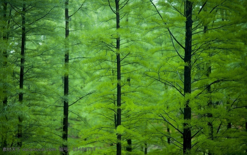 松树图片 松树 松林 松树林 松树叶子 松树绿叶 自然景观 自然风景