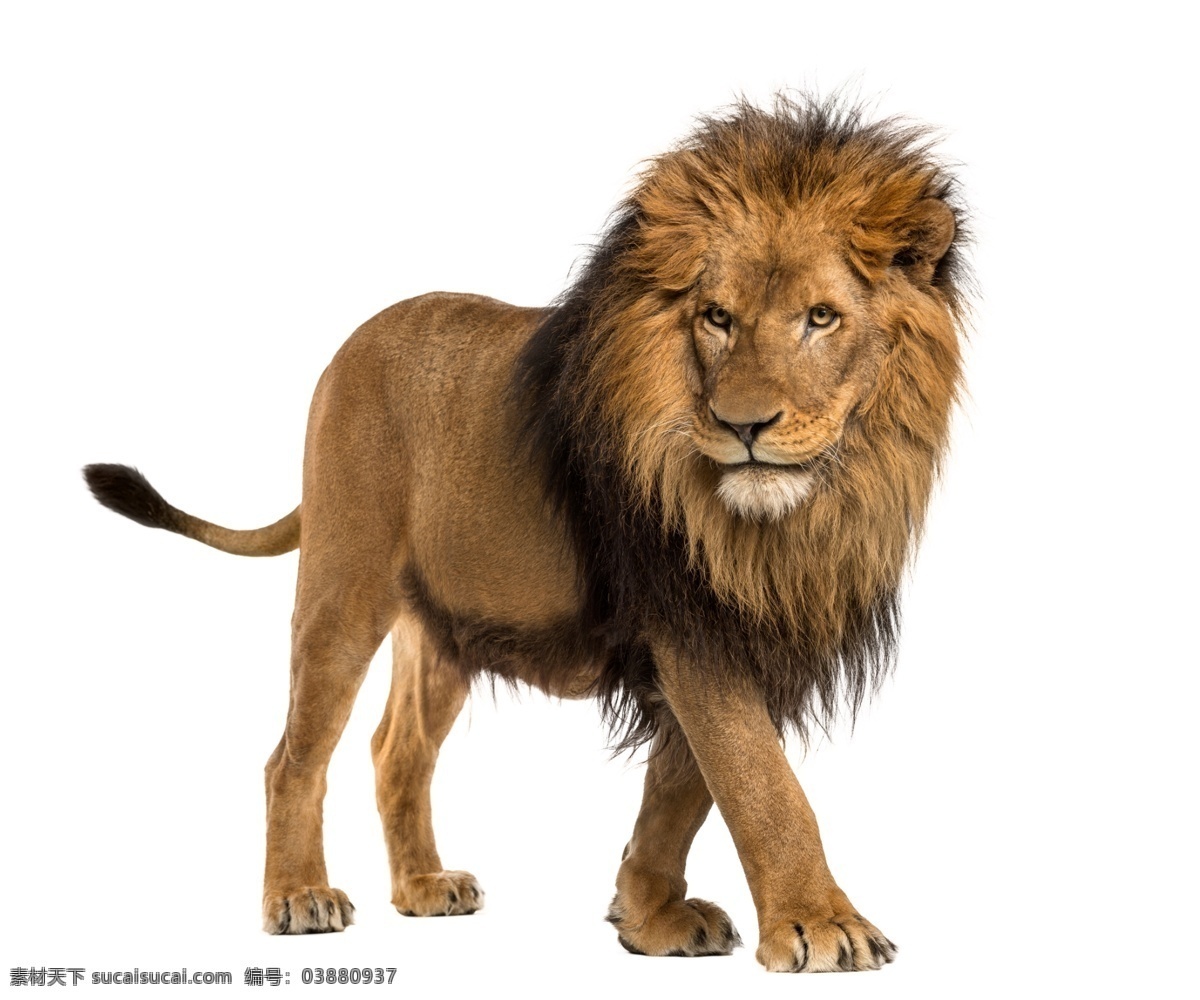 动物 狮子素材 动物素材