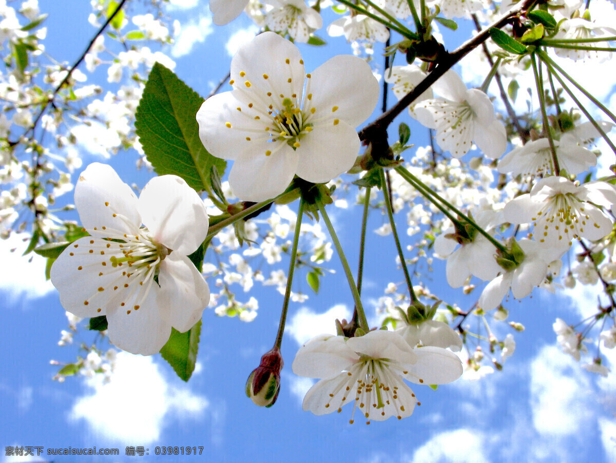 美丽樱花 春天鲜花 花朵 花卉 美丽鲜花 自然风景 自然景观 白色
