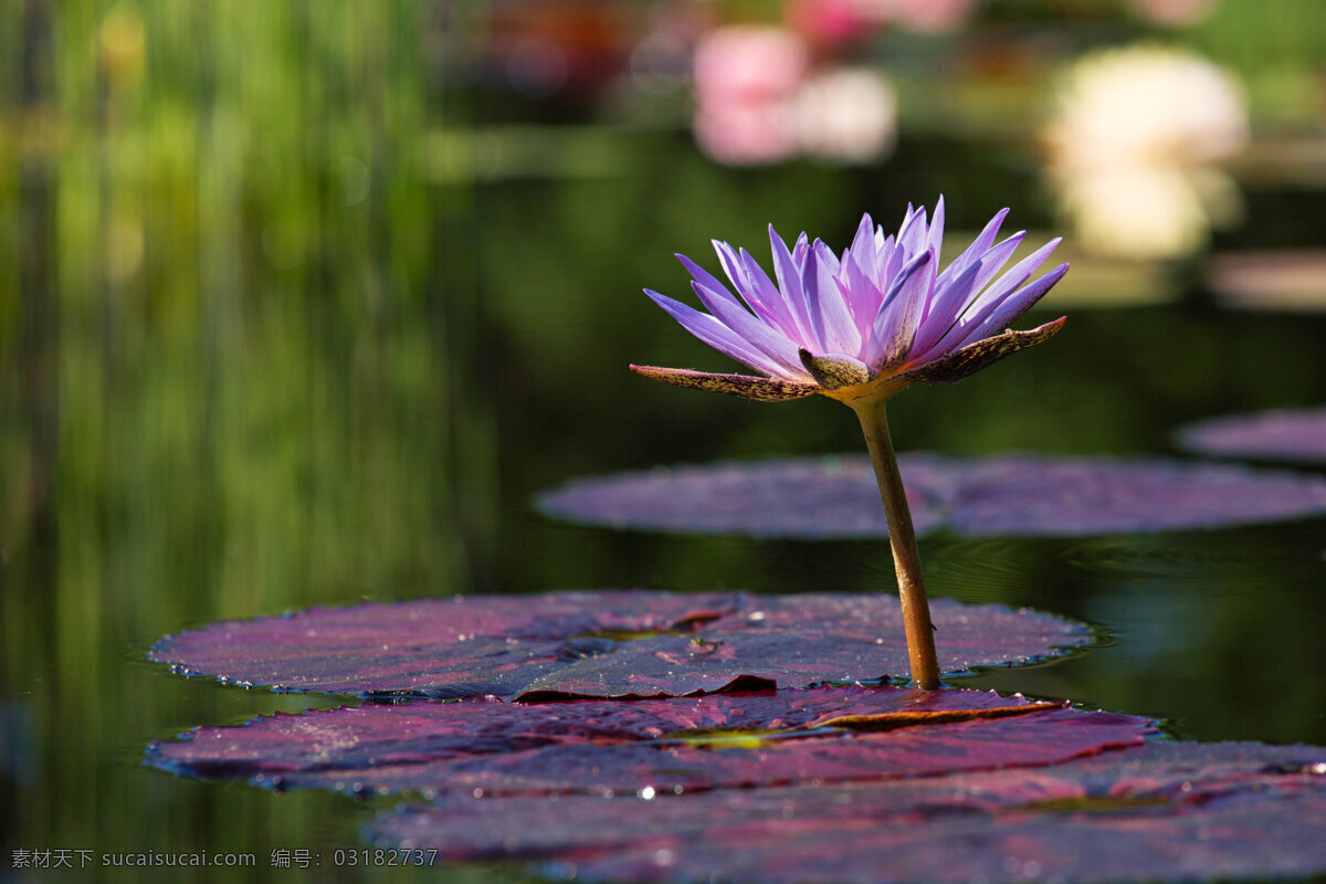 紫色睡莲背景 睡莲 花朵 植物 紫色 莲花 莲叶 水 湖 水生物 荷花 荷叶 背景 黑色