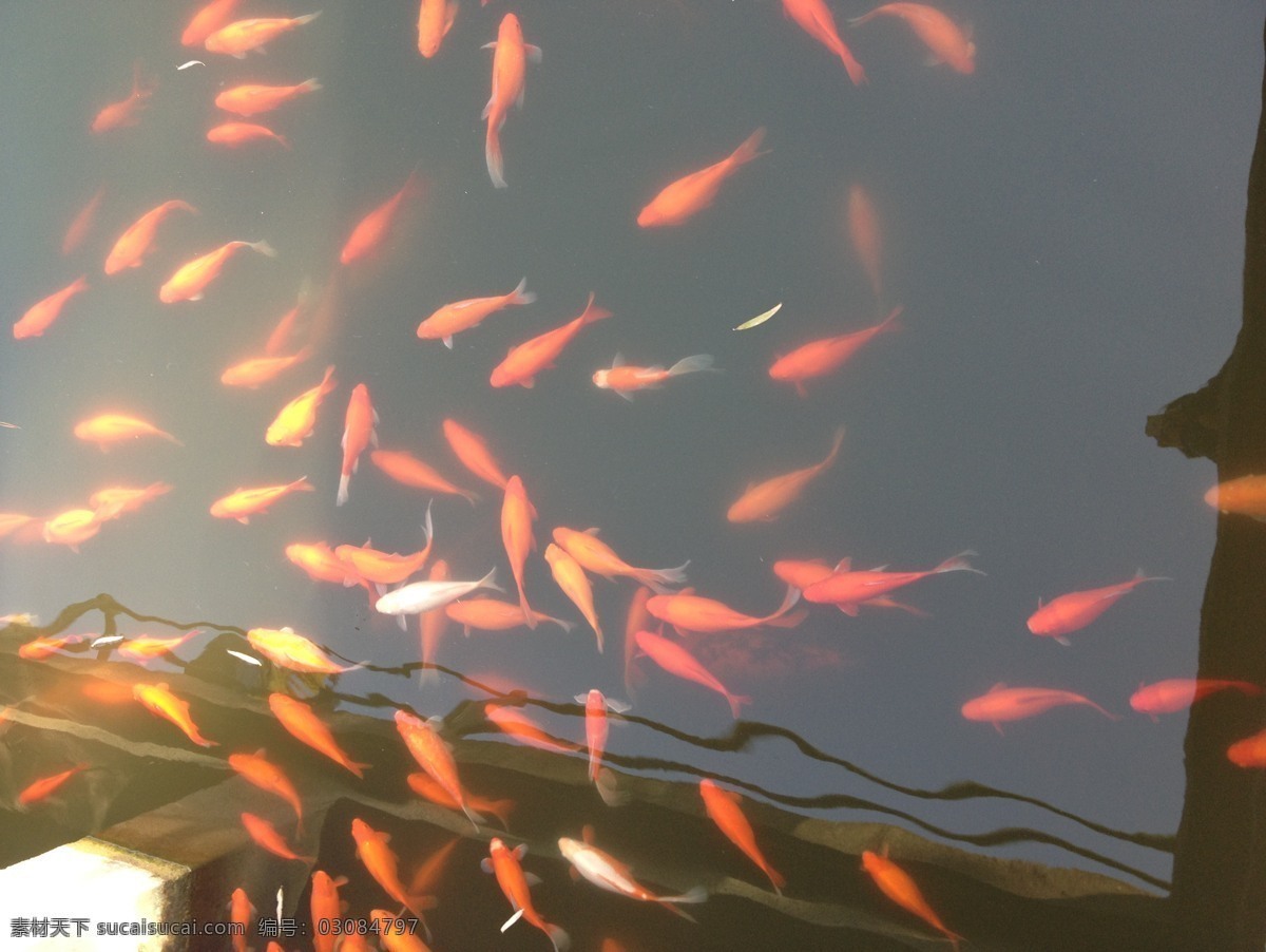 池塘 金鱼 磁砖 红色 湖水 生物世界 椭圆 鱼 鱼类 池塘金鱼 鱼尾