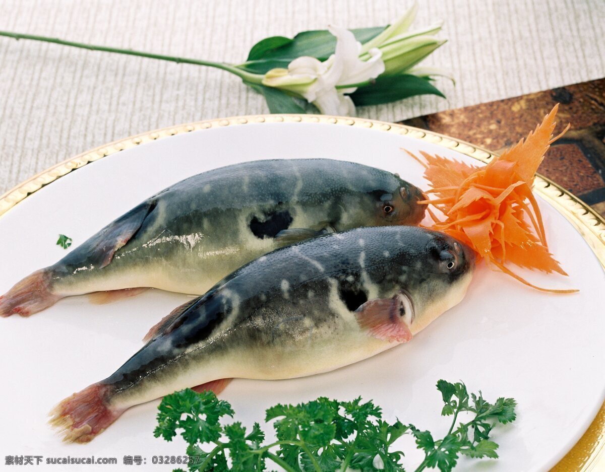河豚 鱼类 美食 海产 生鲜 餐饮美食 食物原料