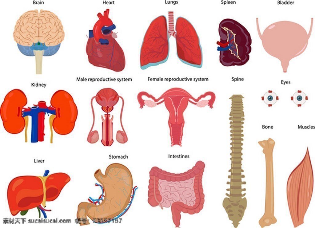 人体 内脏 器官 插图 矢量 人 人体器官 肝 心脏 脑 肠子 胃 矢量背景