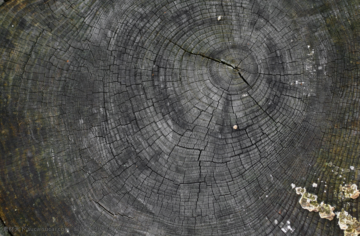 背景 破解 老 树桩 树 树干 木材 生活素材 生活百科