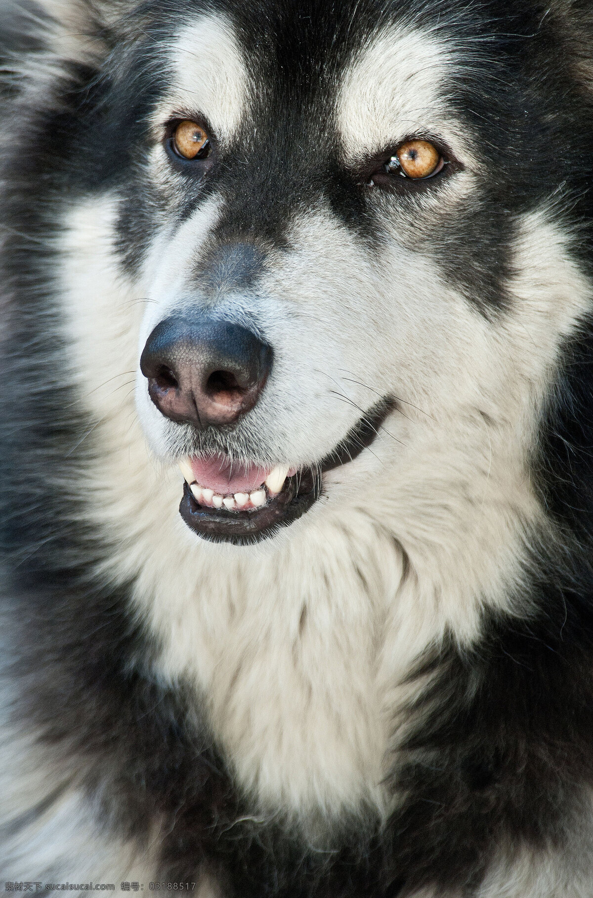 阿拉斯加 雪橇 犬 雪橇犬 宠物狗 大型犬 净脸 家禽家畜 生物世界