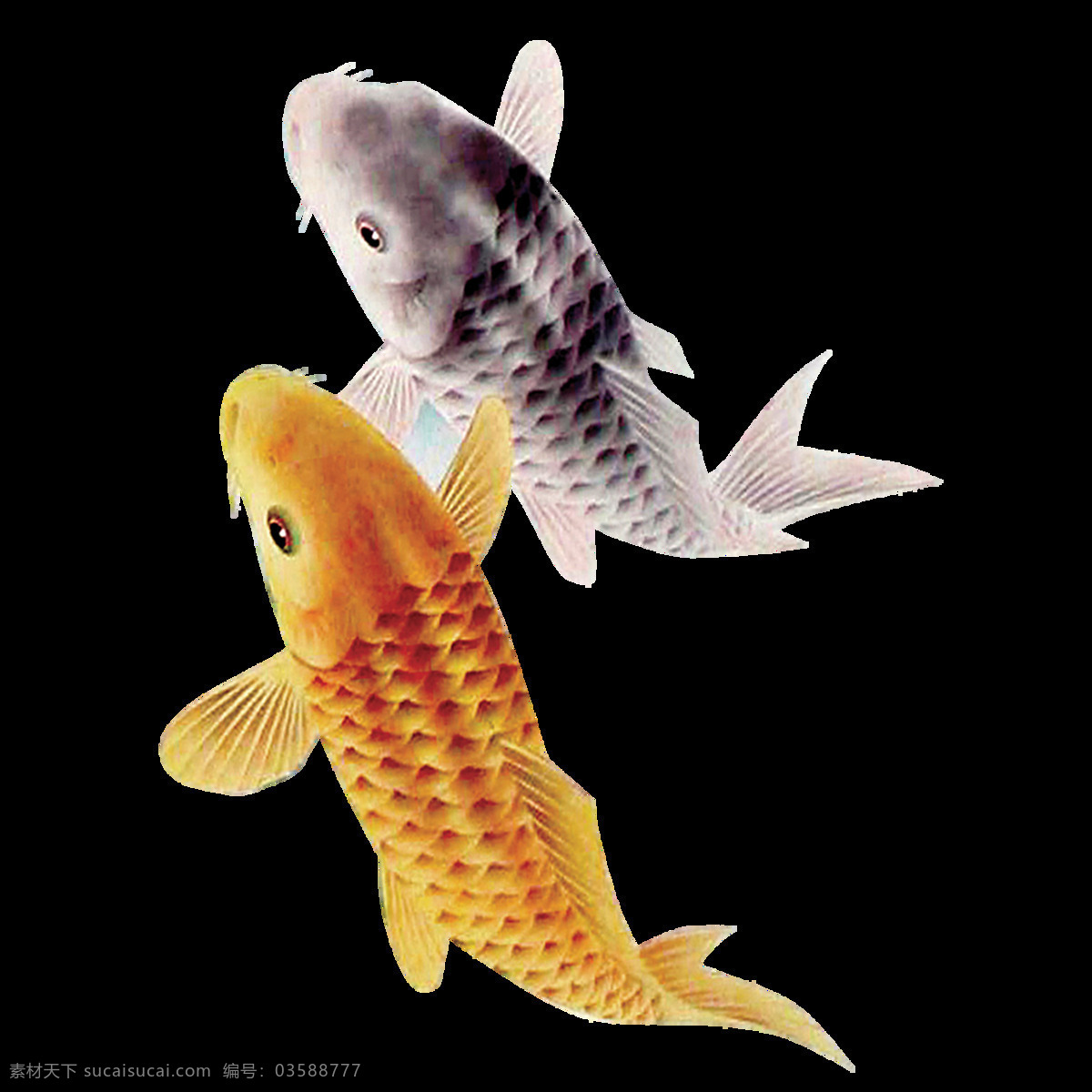 唯美 印象 鱼儿 绘画 两条鱼儿 鲜明 形象 写实 鲜活