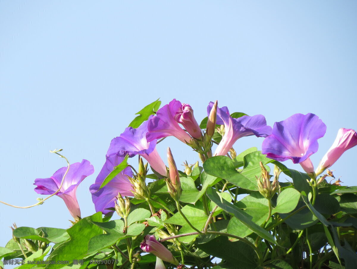 兰天下的牵牛 牵牛花 兰天 辉映 生态 悦目 花草特写 生物世界 花草