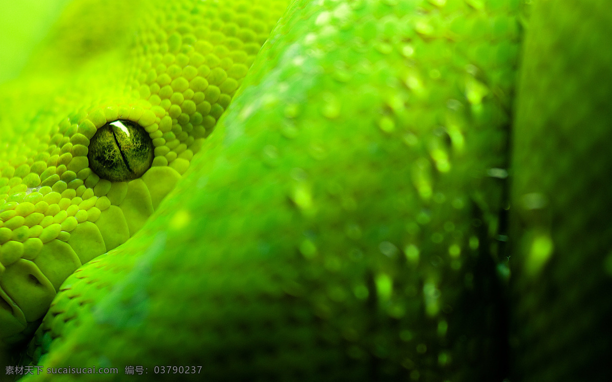高清 绿色 大 蟒蛇 背景 爬行动物