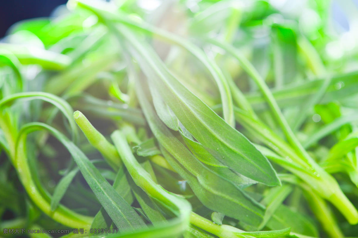 面条菜 面条棵 麦瓶草 净瓶 米瓦罐 香炉草 梅花瓶 生物世界 花草 蔬菜