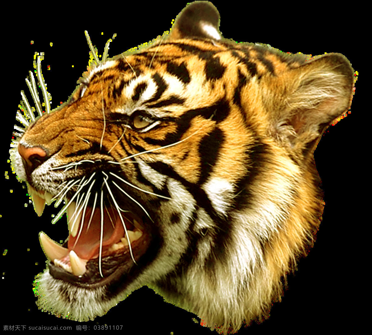 老虎头侧面 老虎 猛兽 老虎头png 生物世界 野生动物