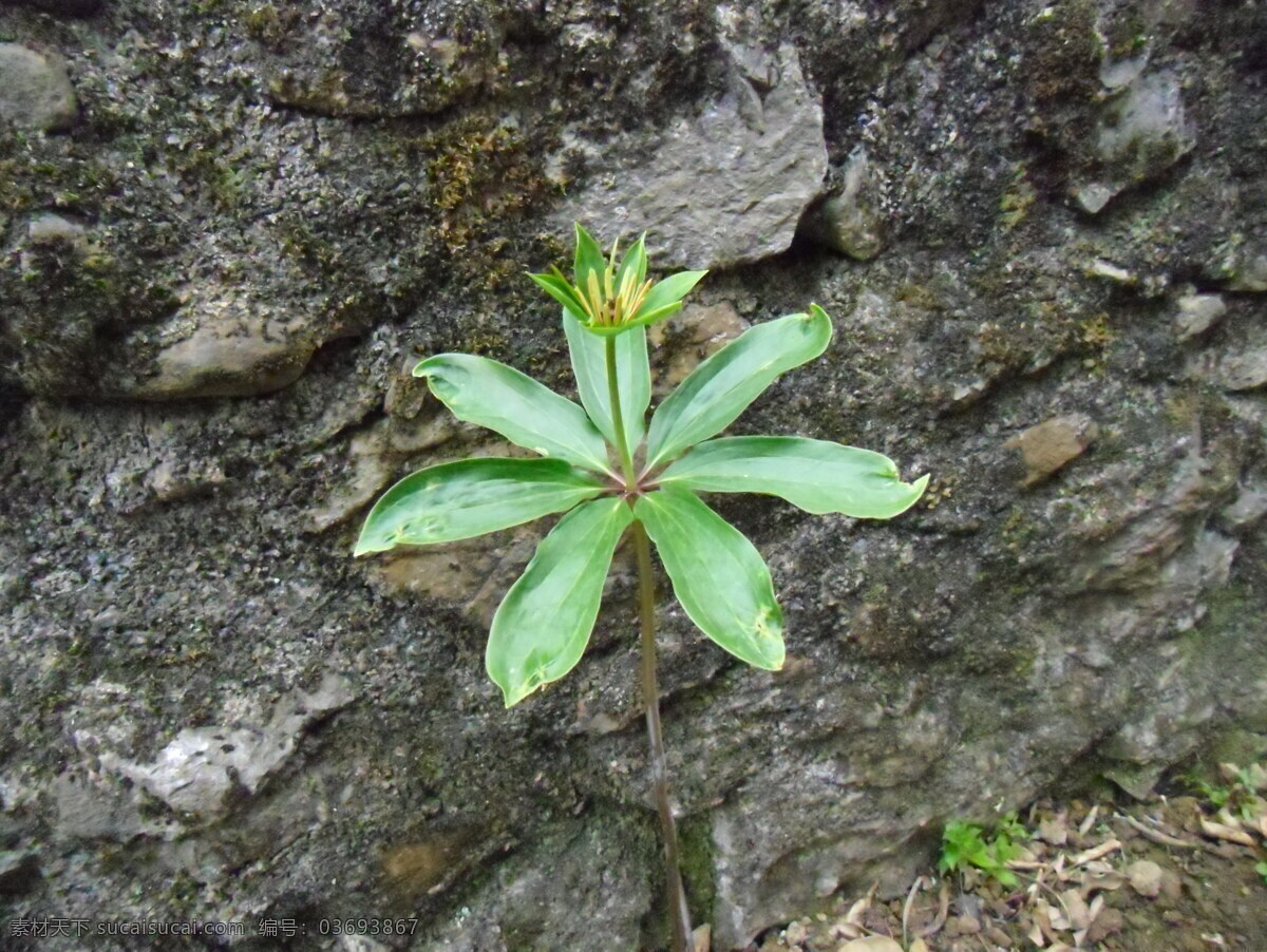 七叶一枝花 中草药 蛇药 植物 生物世界 花草