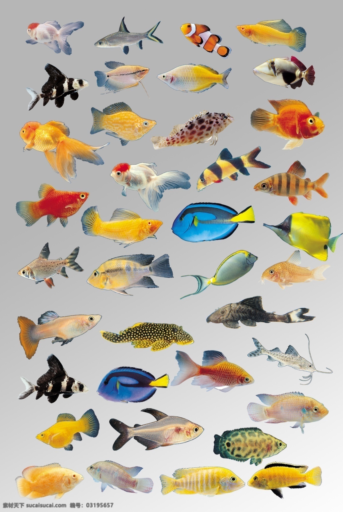 组 各种各样 色彩斑斓 鱼类 海洋生物 元素 海洋生物集合 psd分层 卡通鱼类 海底世界 海底生物 海洋 卡通素材 海洋素材 设计素材 海鱼
