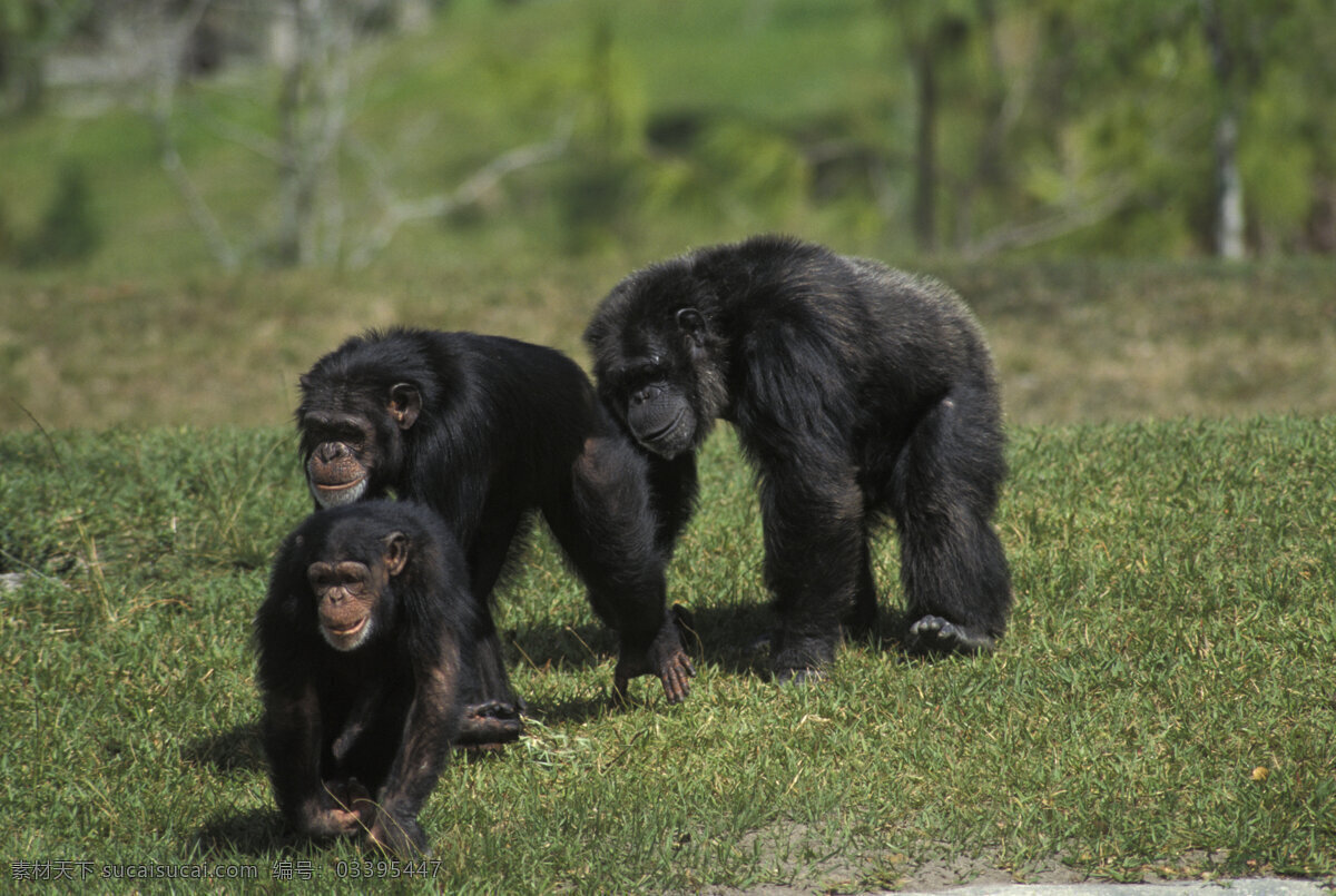 三只黑猩猩 大猩猩 黑猩猩 幼仔 野生动物 动物世界 摄影图 陆地动物 生物世界 黑色