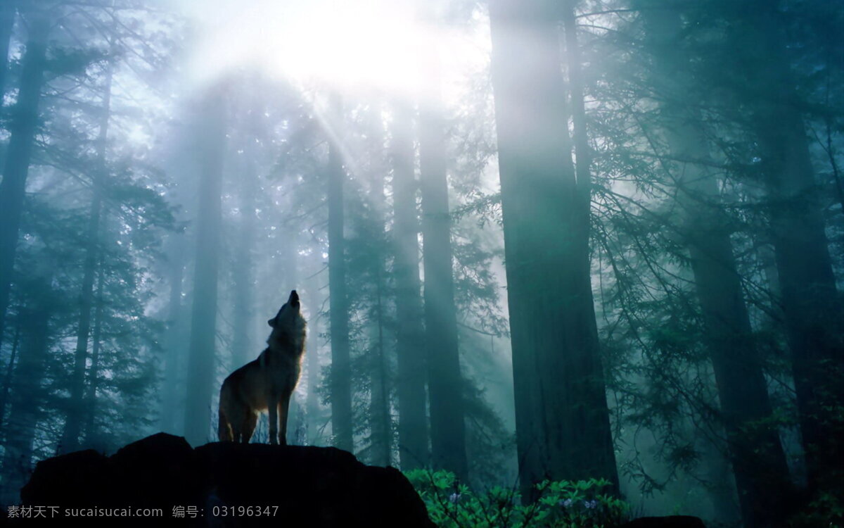 森林 狼 影 野兽 嚎叫 森林狼 生物世界