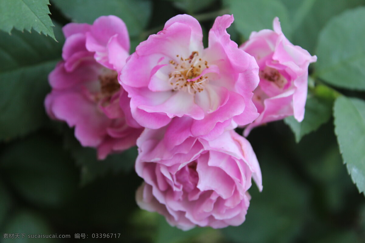 红色花卉 花 花草 花卉摄影 玫瑰 玫瑰花 生物世界 月季 园林植物 植物景观 景观花 花卉展示 植物摄影 四月花卉 春季花卉 重瓣花卉 景观摄影 psd源文件