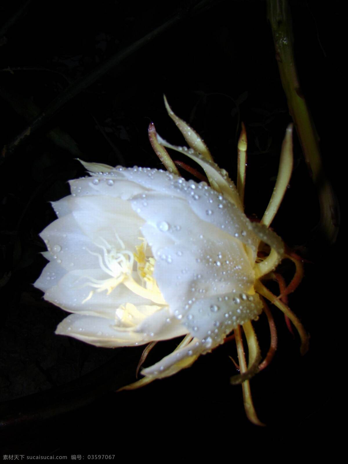 昙花 花 花卉 鲜花 花朵 花草 生物世界
