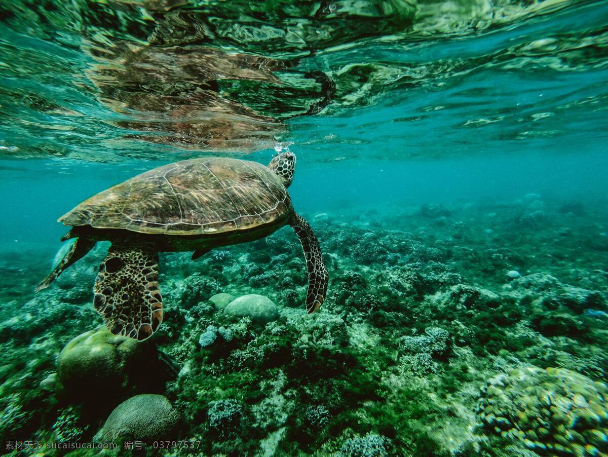 海龟 海水 水下 蓝绿色 珊瑚礁 动物 生物世界 海洋生物