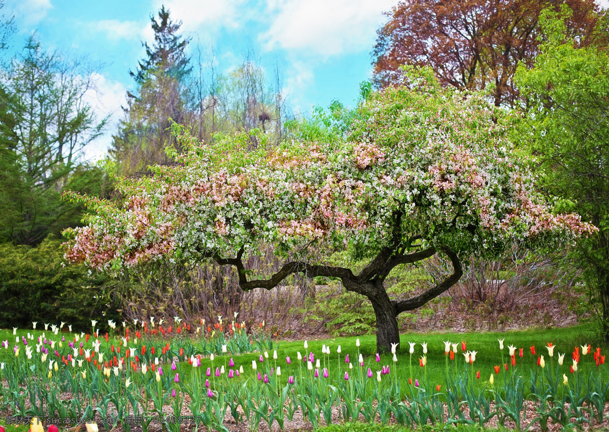 自然景观 蓝天 白云 树木 花朵 花 树 田园风景 自然素材 森林素材 森林 植物 自然 山川河流 大自然风光 风景 景色 田园