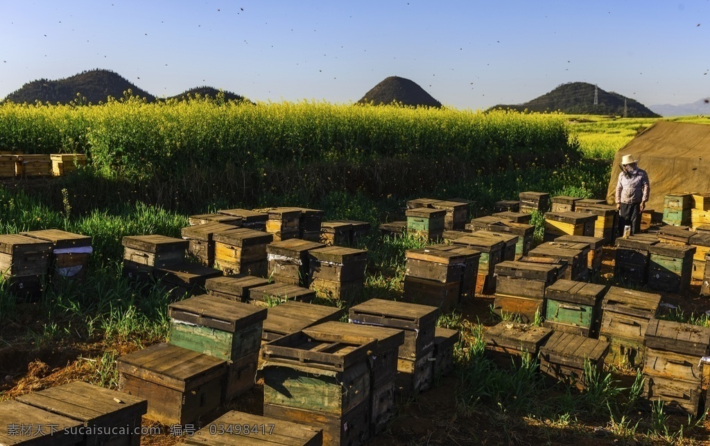 养蜜蜂 蜜蜂 勤劳的蜜蜂 昆虫 生物世界 动物 昆虫采蜜 采蜜 蜜蜂采蜜 鸟类 蜜糖 小蜜蜂 蜜桶 蜂糖 蜂蜜