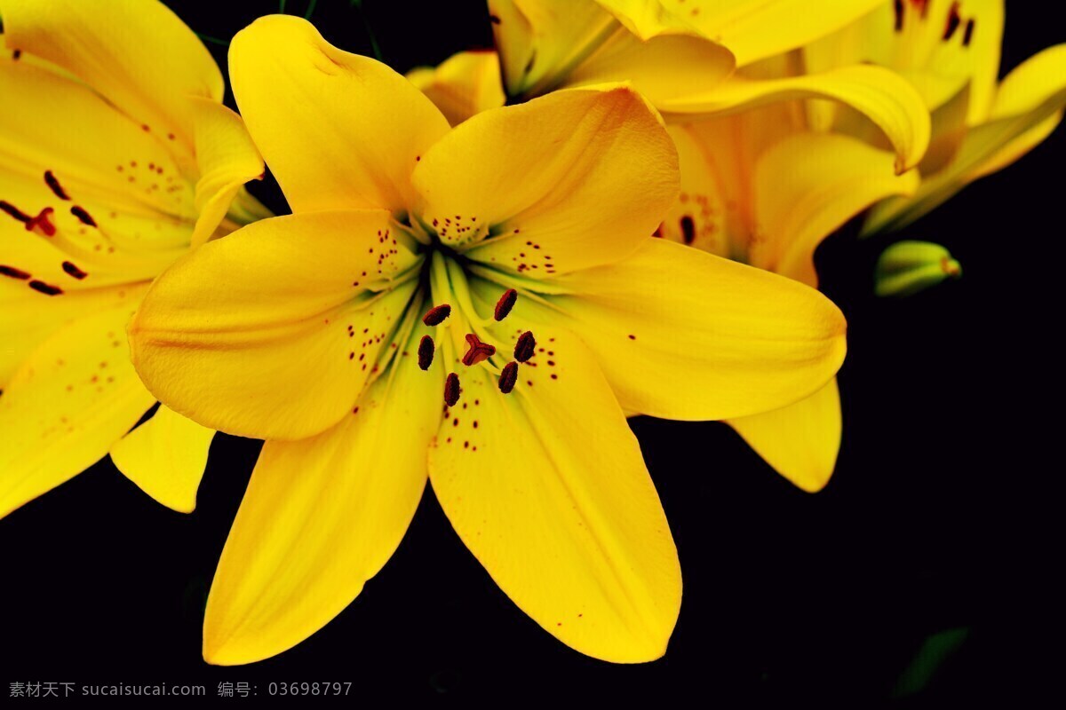 百合 百合花 黄百合 黄色百合花 野百合 野生百合 黄色花朵 黄色 野生 鲜花 花朵 花卉 花瓣 花蕊 花草 植物 生物世界